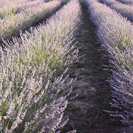 Farm stay Agriturismo Lavanda Blu Carassai