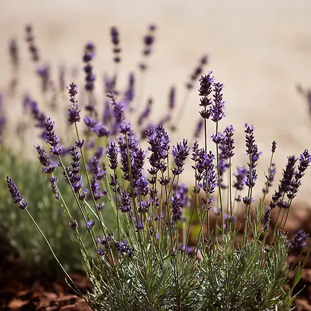 Agriturismo Lavanda Blu